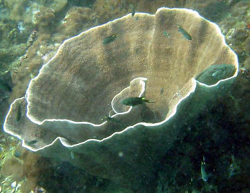 Afbeelding: Een van de vele koraalsoorten