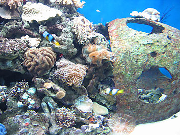 Afbeelding: Een van de mooiste aquaria is die met koraalvissen