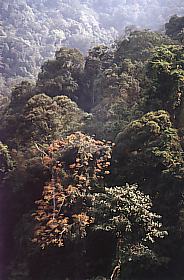 Afbeelding: Het regenwoud van Maleisië