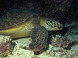 Afbeelding: Sipadan - Schildpad